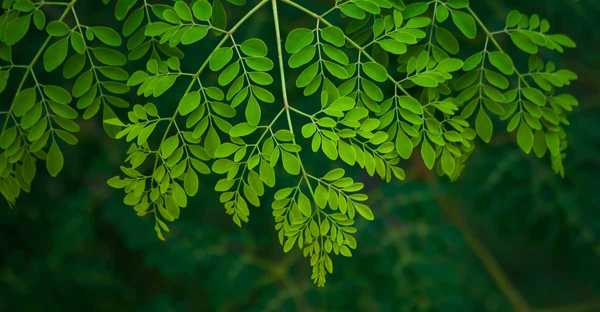 ಮೊರಿಂಗಾ ಎಲೆಗಳ ಆರೋಗ್ಯ ಪ್ರಯೋಜನಗಳು